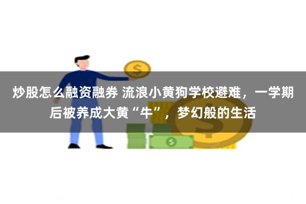 炒股怎么融资融券 流浪小黄狗学校避难，一学期后被养成大黄“牛”，梦幻般的生活